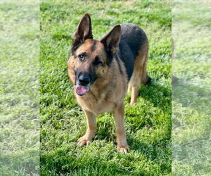 German Shepherd Dog Dogs for adoption in Pacolet, SC, USA