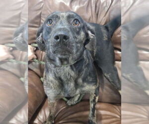 Catahoula Leopard Dog-Rat Terrier Mix Dogs for adoption in Canton, CT, USA