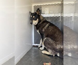 - Mix Dogs for adoption in Bakersfield, CA, USA