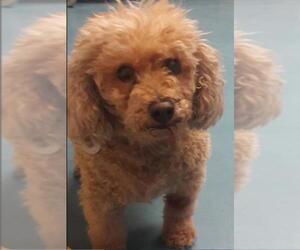 Cockapoo Dogs for adoption in NYC, NY, USA