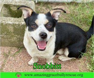 Jack Russell Terrier-Unknown Mix Dogs for adoption in Milton, FL, USA