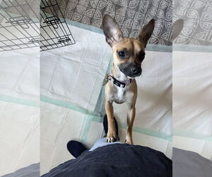 Chihuahua-Unknown Mix Dogs for adoption in Bellevue, WA, USA