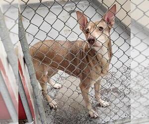 Mutt Dogs for adoption in Anchorage, AK, USA
