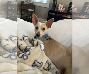 Chihuahua Dogs for adoption in Lakewood, CO, USA