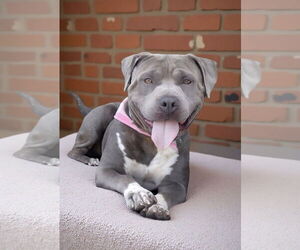 American Pit Bull Terrier Dogs for adoption in Pasadena, CA, USA