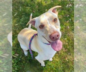 American Pit Bull Terrier-Labrador Retriever Mix Dogs for adoption in Sacramento, CA, USA