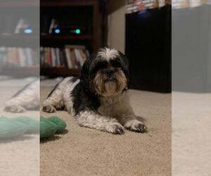 Shih Tzu Dogs for adoption in Montgomery, TX, USA
