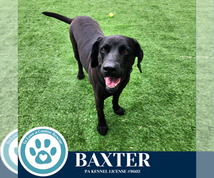 Labrador Retriever-Unknown Mix Dogs for adoption in Kimberton, PA, USA