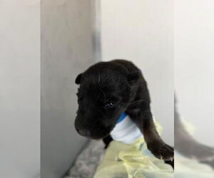 German Shepherd Dog-Unknown Mix Dogs for adoption in Stockton, CA, USA