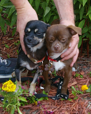 Chihuahua Dogs for adoption in Fletcher, NC, USA