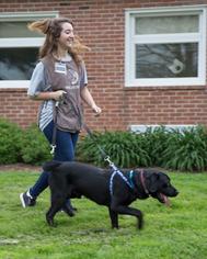 Labrador Retriever Dogs for adoption in Waterford, VA, USA