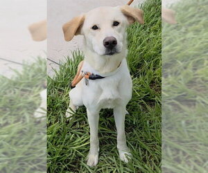 Labrador Retriever Dogs for adoption in Fort Lauderdale, FL, USA