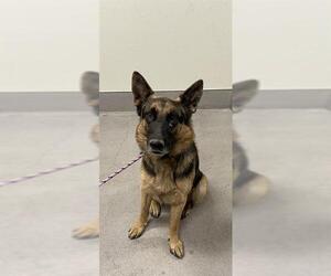 German Shepherd Dog Dogs for adoption in Modesto, CA, USA