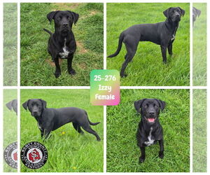 Labrador Retriever-Unknown Mix Dogs for adoption in Georgetown, KY, USA