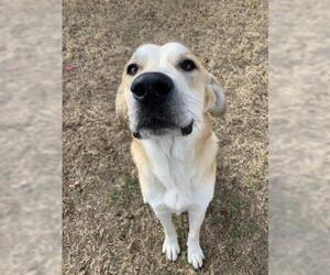 Anatolian Shepherd Dogs for adoption in Temple, TX, USA