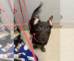 American Pit Bull Terrier-Unknown Mix Dogs for adoption in Las Vegas, NV, USA
