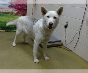 Siberian Husky-Unknown Mix Dogs for adoption in Moreno Valley, CA, USA