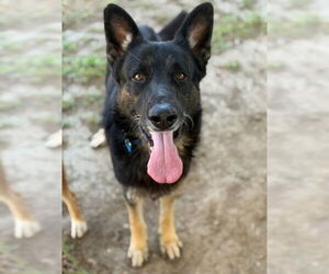 German Shepherd Dog Dogs for adoption in Riverside, CA, USA