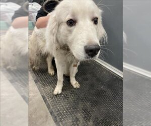 Great Pyrenees Dogs for adoption in Lee's Summit, MO, USA