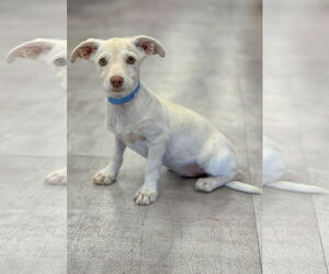 Dachshund-Unknown Mix Dogs for adoption in PIPE CREEK, TX, USA