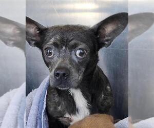 Chihuahua-Unknown Mix Dogs for adoption in San Antonio, TX, USA