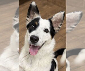 Border Collie-Unknown Mix Dogs for adoption in Green Forest, AR, USA