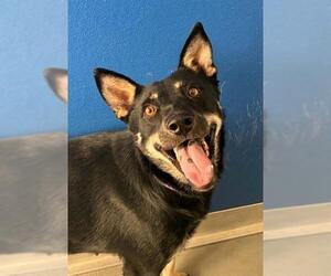 German Shepherd Dog-Unknown Mix Dogs for adoption in Visalia, CA, USA