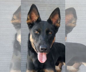 German Shepherd Dog Dogs for adoption in Pasadena, CA, USA