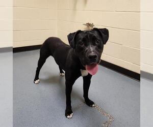 American Pit Bull Terrier-Labrador Retriever Mix Dogs for adoption in Denver, CO, USA