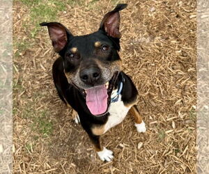 Boxador Dogs for adoption in Houston, TX, USA