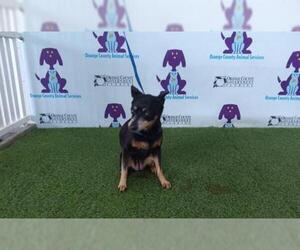 Miniature Pinscher Dogs for adoption in Orlando, FL, USA