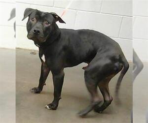 American Pit Bull Terrier Dogs for adoption in St. Cloud, FL, USA
