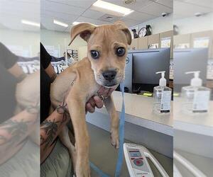 Boxer-Unknown Mix Dogs for adoption in San Antonio, TX, USA