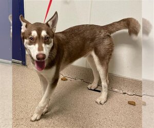 Siberian Husky Dogs for adoption in Bakersfield, CA, USA