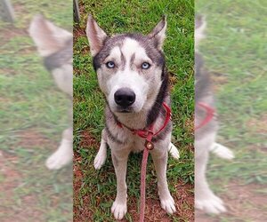 Siberian Husky Dogs for adoption in Fort Lauderdale, FL, USA