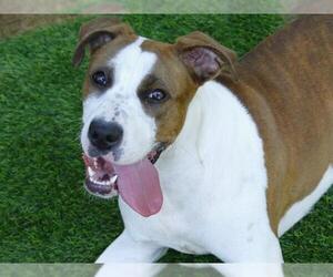 American Staffordshire Terrier-Unknown Mix Dogs for adoption in Tallahassee, FL, USA