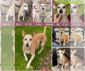 Chihuahua-Unknown Mix Dogs for adoption in Mesa, AZ, USA