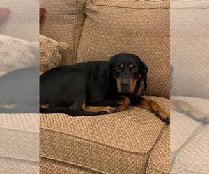 Black and Tan Coonhound Dogs for adoption in Franklin, IN, USA