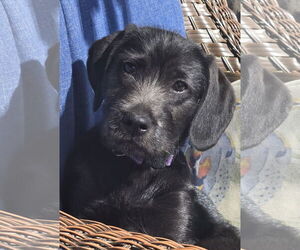 Labrador Retriever-Unknown Mix Dogs for adoption in Hillsboro, MO, USA