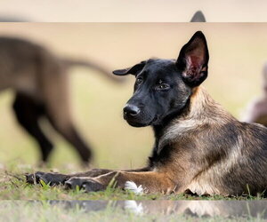 Mutt Dogs for adoption in Imlay City, MI, USA