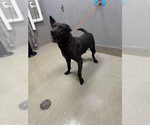 Labrador Retriever-Unknown Mix Dogs for adoption in Las Vegas, NV, USA