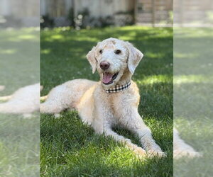 Poodle (Standard)-Unknown Mix Dogs for adoption in Holland, MI, USA