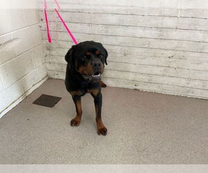 Rottweiler Dogs for adoption in San Bernardino, CA, USA