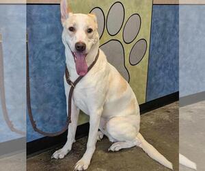 Mutt Dogs for adoption in Rockwall, TX, USA