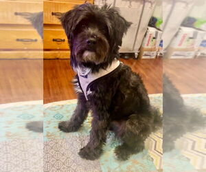 Shih-Poo Dogs for adoption in Dana Point, CA, USA
