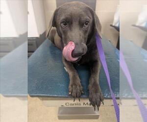 Labrador Retriever-Unknown Mix Dogs for adoption in Mobile, AL, USA