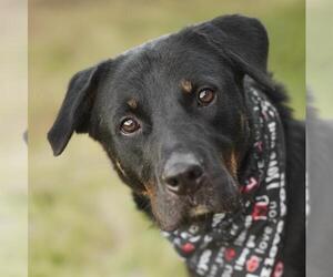 Rottweiler Dogs for adoption in Rosenberg, TX, USA