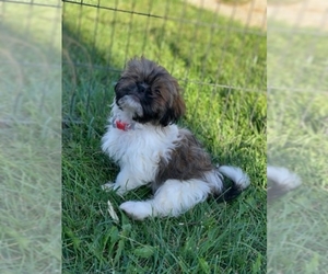 Shih Tzu Dogs for adoption in Wyoming, MI, USA