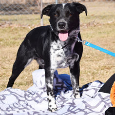 Border Collie Dogs for adoption in Huntley, IL, USA