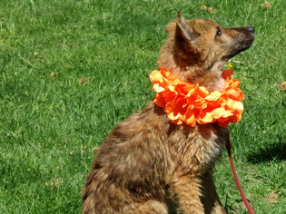 German Shepherd Dog-Unknown Mix Dogs for adoption in Yakima, WA, USA